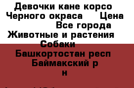 Девочки кане корсо. Черного окраса.  › Цена ­ 65 000 - Все города Животные и растения » Собаки   . Башкортостан респ.,Баймакский р-н